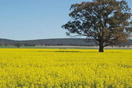 10886745 - a lone gum tree in a paddock of canola