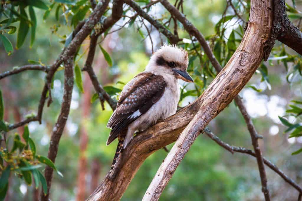 Australian Kookaburra in the forest
