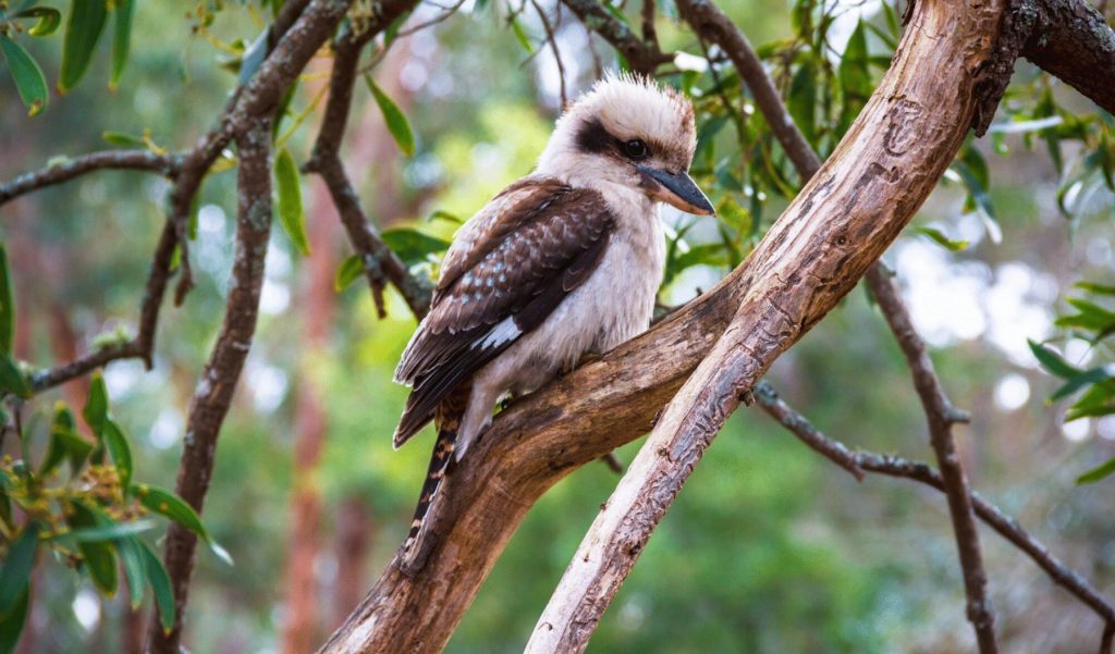 Australian Kookaburra in the forest.