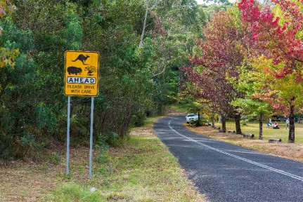 Australian outback road with Wildlife ahead road sign. Country road in rural Australia with Kangaroo Wombats Wildlife ahead on the road warning road sign
