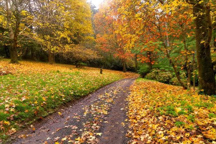 Autumn on the country road