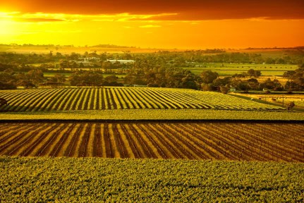 Sunset over Barossa Valley vineyards South Australia