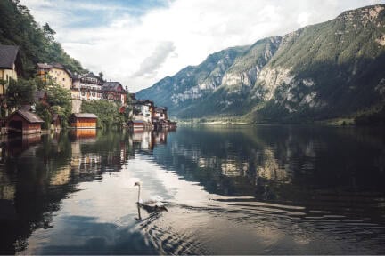 Beautiful swan swiming near colorful houses in Hallstater See, Austria