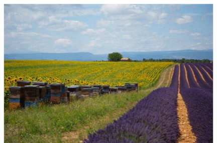 Bees_outside_Aix-en-Provence, France