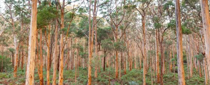 The Boranup Karee Forest  near the town of Margaret River, Western Australia.