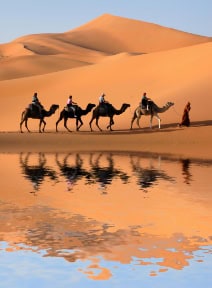 Camel Caravan in Sahara Desert - Morocco