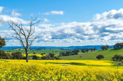 Canola field in Australia