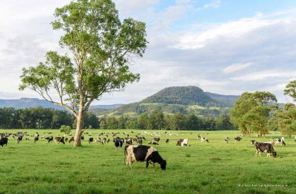 Cattle Herd NSW
