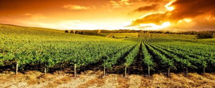 Clare Valley, South Australia