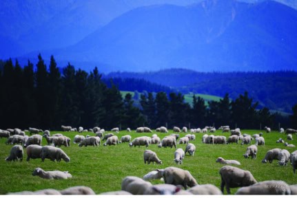 Country, NSW