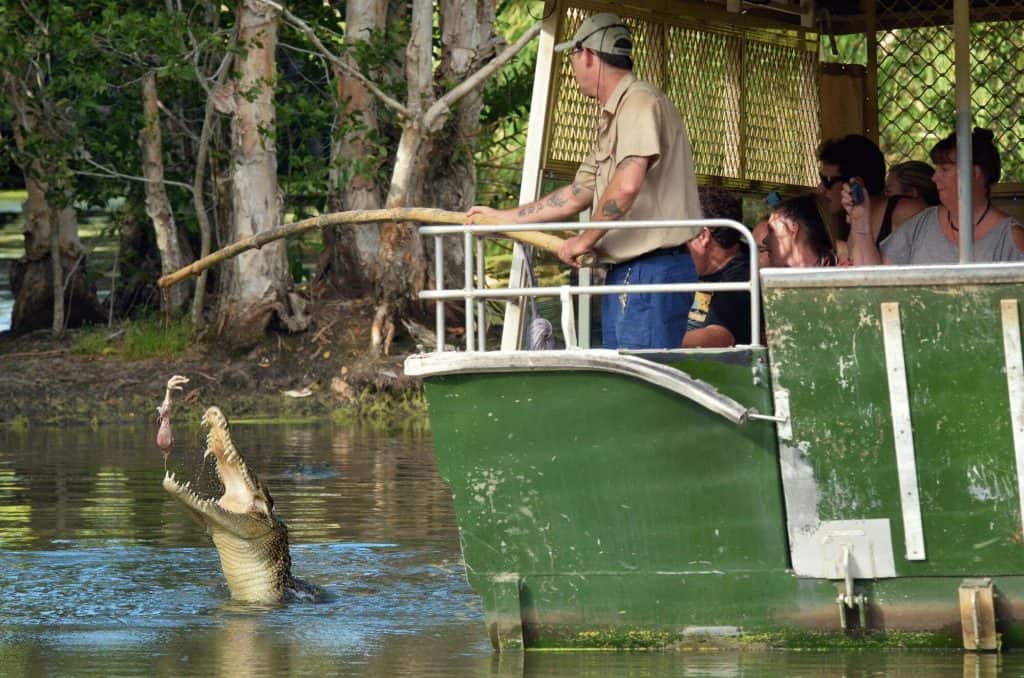Crocodile trainer feeds a Saltwater Crocodiles in a river in Queensland (2)