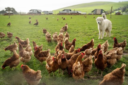 free range chicken farm in australia, pasture raised eggs on a regenerative sustainable agricultural farming on green grass in a field paddock