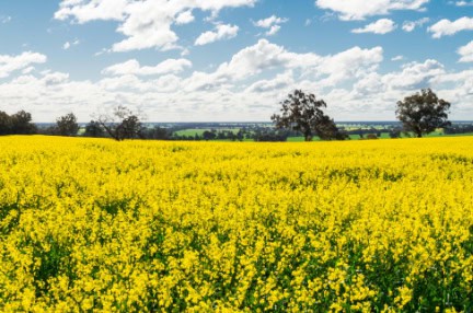 Field of golden canola crops north of Benalla in north-eastern Victoria Australia