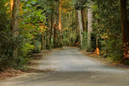The road less travelled the notorious drive between canungra and oreillys in the world heritage lamington national park