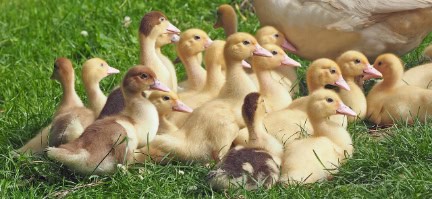 Follow mum