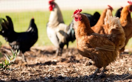Free range chickens roam the yard on a small farm