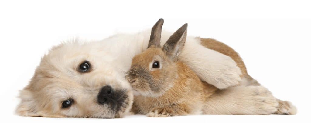 Golden Retriever puppy, 20 weeks old, and a rabbit