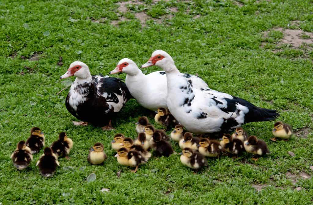 Group of grey geese on a green meadow