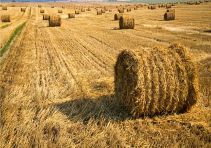 Hay Farm. Hay is a town in the western Riverina region of south western New South Wales