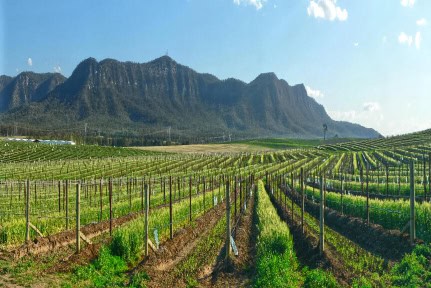 Hunter Valley, Vineyards on hillside Panorama, NSW Australia