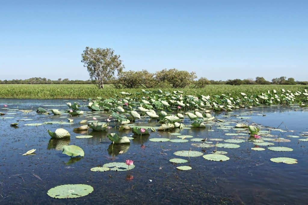 Kakadu National Park close to Yellow Water