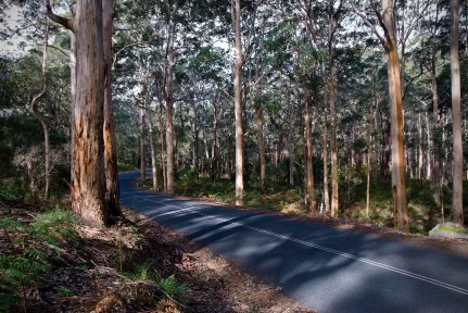 Karri Forest in the Margaret River wine district, along Caves Road in Western Australia.  Nikon D80 with Nikkor AF-S 18-200mm lens.
