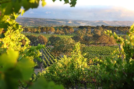 McLaren Vale, South Australia Wine region