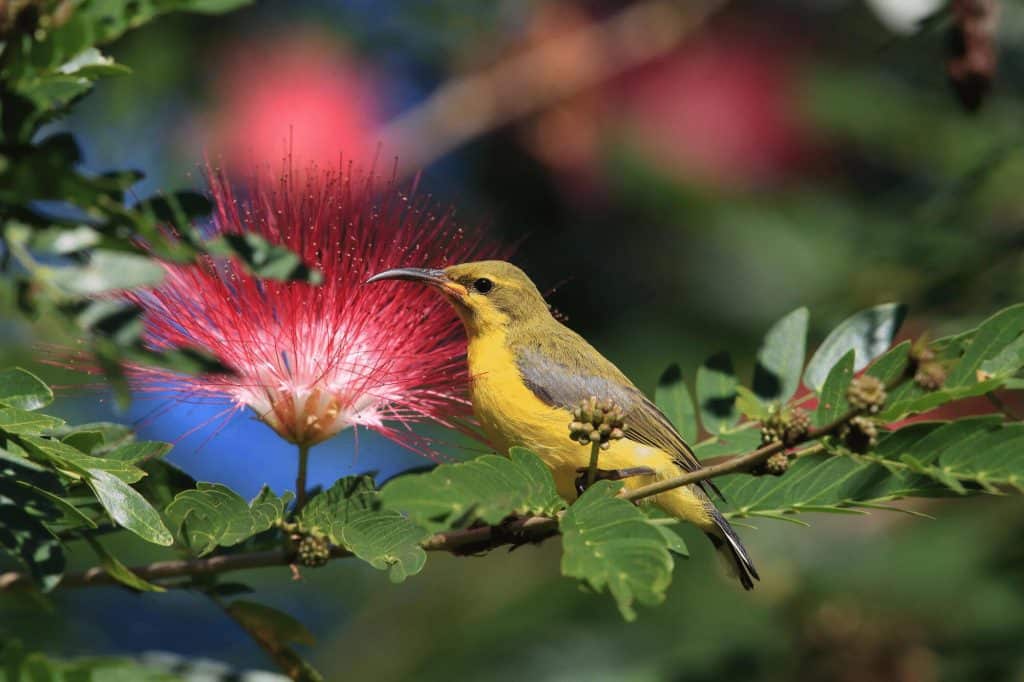 Olive-backed sunbird (Cinnyris jugularis) Daintree Rainforest Qld