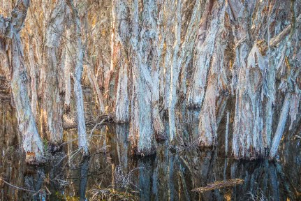 Paperbark trees growing in a swamp at Herdsman Lake in Perth in Western Australia.