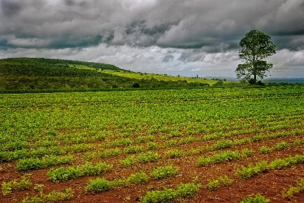Peanuts growing in a field in Kingaroy Queensland in stormy weather