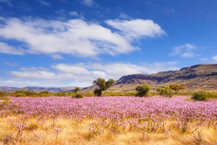 Outback Western Australia, and some of the wildflowers for which it is famous. This is the remote Pilbara region and the flowers are Mullah Mullah.
