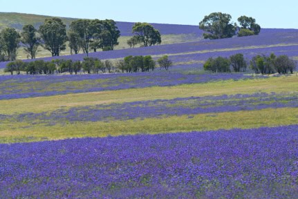Purple wildflowers blooming in a field near Dalwallinu Western Australia during springtime.