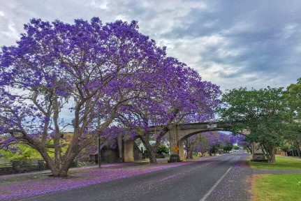 Railway bridge and street in Grafton, NSW, Australia during Jacaranda Season in Spring