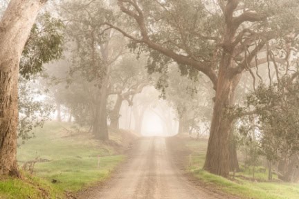 A shot of a foggy country road in rural Victoria, Australia