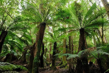 "Tasmanian Fern Forest in Mt. Field national park, Tasmania, AustraliaRelated images:"