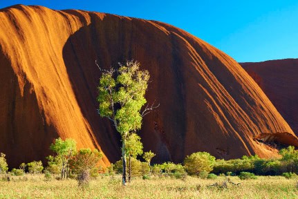Northern Territory, Australia - March 30, 2016: The sun shines down on eucalyptus trees &amp; grass near Uluru, a spectacular sandstone monolith in the middle of the Australian Outback. A place sacred to the local Anangu people and adored by holidaymakers, it's also a UNESCO World Heritage site.