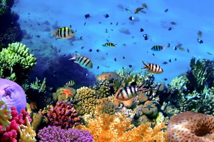 Tropical Fish on a coral reef1