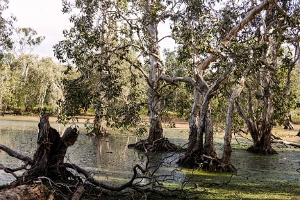 Tropical lagoon with floating duck weed in North Queensland with gnarled and textured old melaleuca gum trees.
