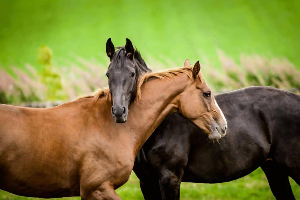 Two horses embracing