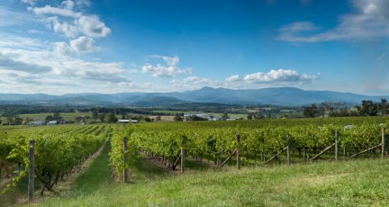 View of vine in the Yarra Valley, near Melbourne, Australia