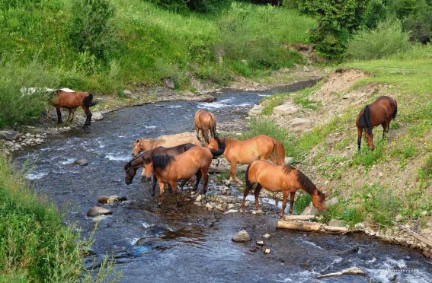 Wild Horses Drinking Water - Snowy Mountains NSW (1)