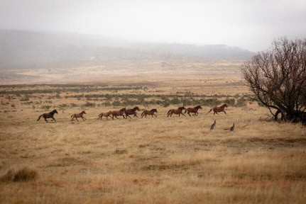 Wild and Free Brumby Horses in the Australian High Country. Australian Bush scenes pre-snow season.