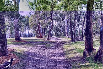 Bush Track - Landscape. Hill top nature walk amongst Australian Gum trees with delicate sunlight falling on the green grass bordering the leaf strewn dirt country path that winds its way through the beauty of nature.
