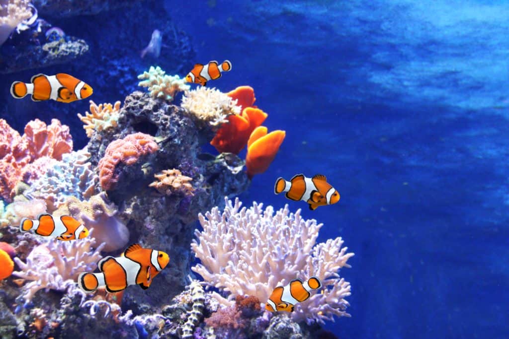 Tropical sea corals and clown fish, Amphiprion percula in marine aquarium. 