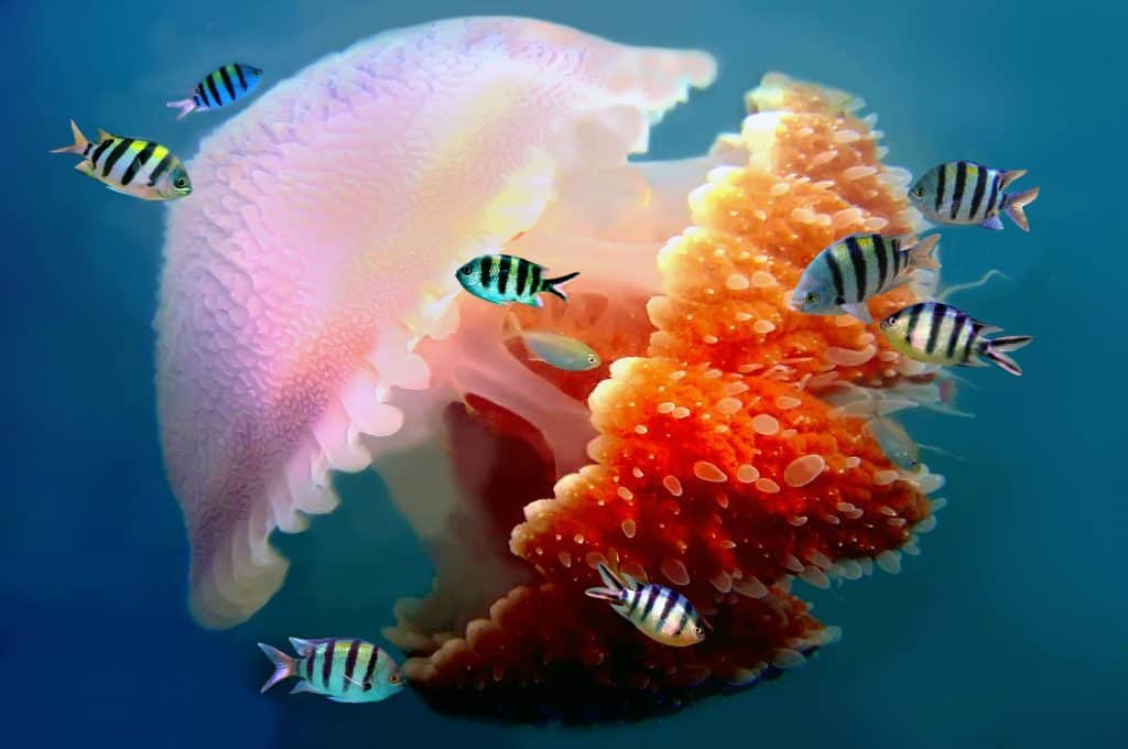 Jelly Blubbers 