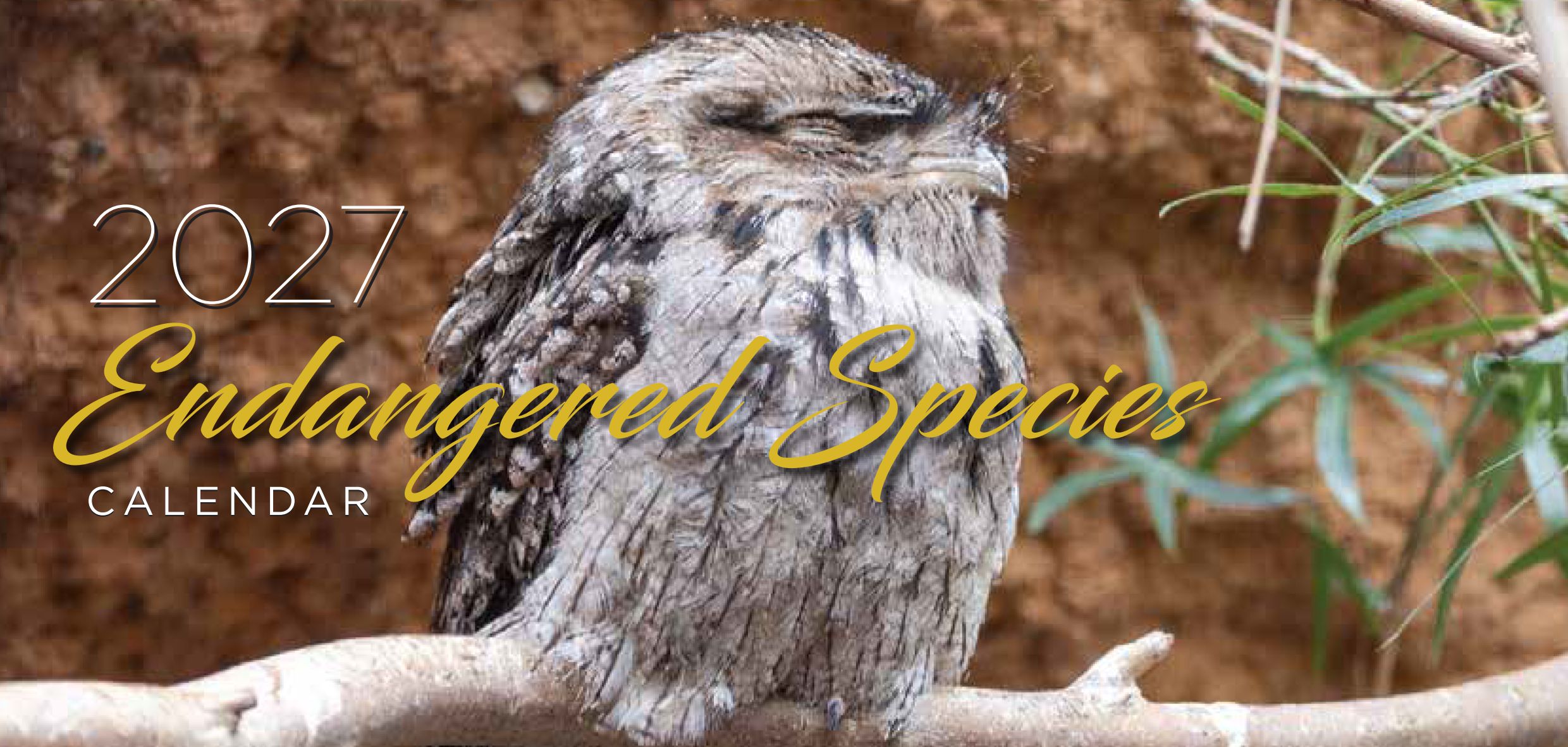 Endangered Species Desk 210 x 100mm 2027 01