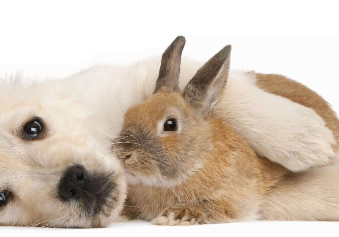 Golden Retriever puppy, 20 weeks old, and a rabbit
